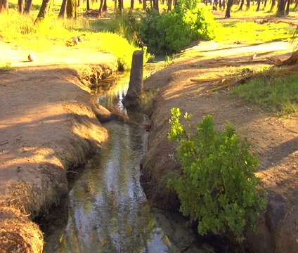 Molokai stream with coconuts and branches, tilt down to small circular pon Stock Footage 5112177