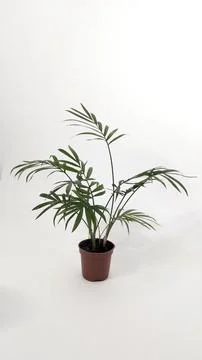 Molt of Chamaedorea Elegans Stock Photos