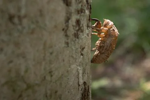 Molt of cicada on tree bark, exoskeleton cicada Stock Photos