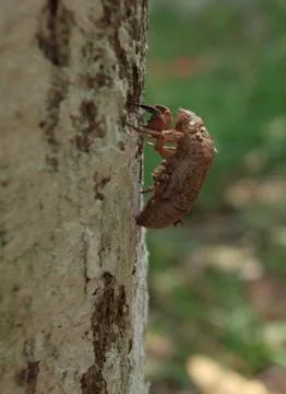 Molt of cicada on tree bark, exoskeleton cicada Stock Photos