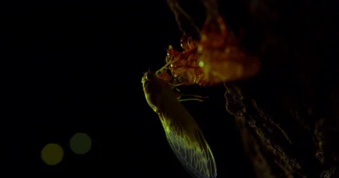 Molted cicada nymph clings to its freshly shed skin to begin life as an adult. Stock Footage 197365592