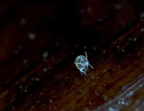 A molted cuticule of a springtail Stock Photos