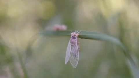 Molted insect Cicada Cicadoidea Hemiptera on the grass leaf 4K video Stock Footage 95894118