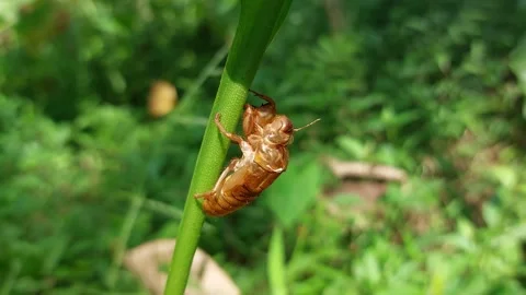Molting beetles attached to plant stems in the forest Stock Footage 242150576