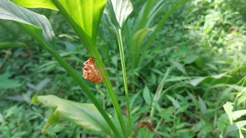 Molting beetles attached to plant stems in the forest Stock Footage 242151012