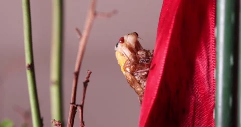 A molting "Brood X" cicada Stock Footage 154424454