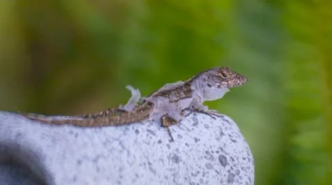 Molting Brown Anole Vidéo 21770948