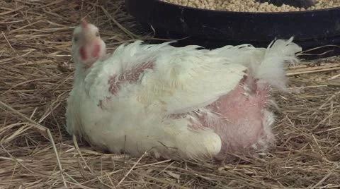 A molting chicken. Vídeos de archivo 11231077