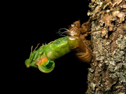 Molting Cicada Stock Photos