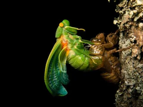 Molting Cicada Stock Photos