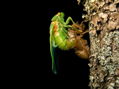 Molting Cicada Stock Photos