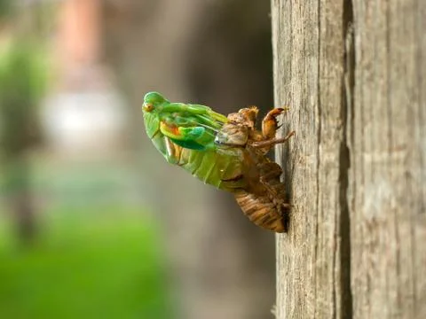 Molting Cicada Stock Photos