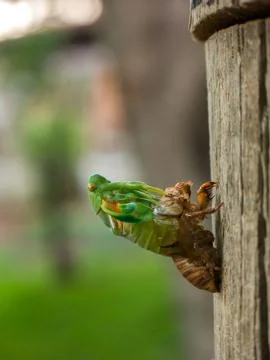 Molting Cicada Stock Photos