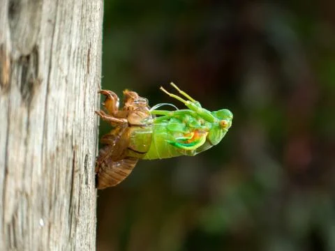 Molting Cicada Stock Photos