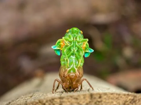 Molting Cicada Stock Photos