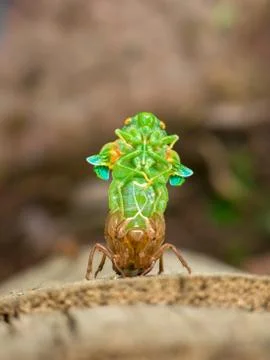 Molting Cicada Stock Photos