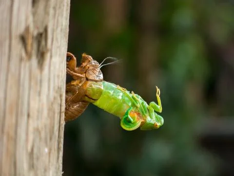 Molting Cicada Stock Photos