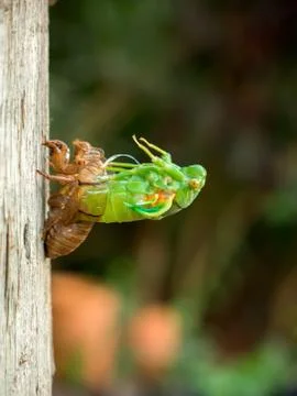 Molting Cicada Stock Photos