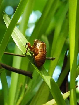 Molting cicada on a tree Stock-Fotos
