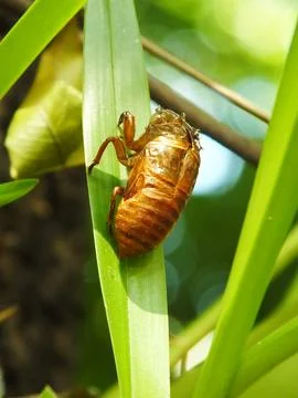 Molting cicada on a tree Foto stock
