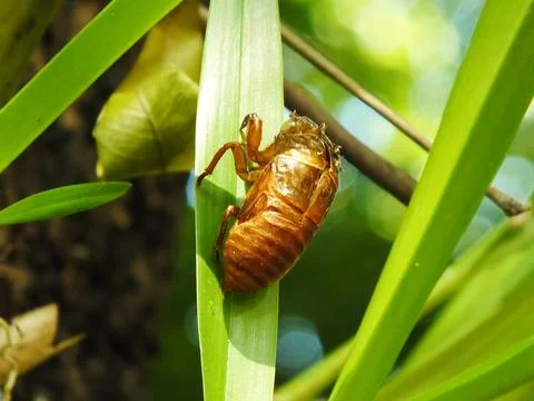Molting cicada on a tree Stock Photos