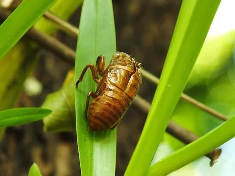 Molting cicada on a tree Stock Photos