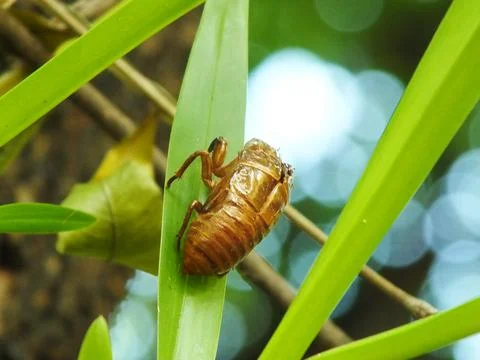 Molting cicada on a tree 写真素材