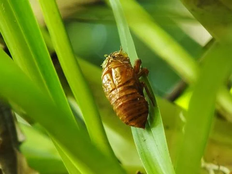 Molting cicada on a tree Foto stock