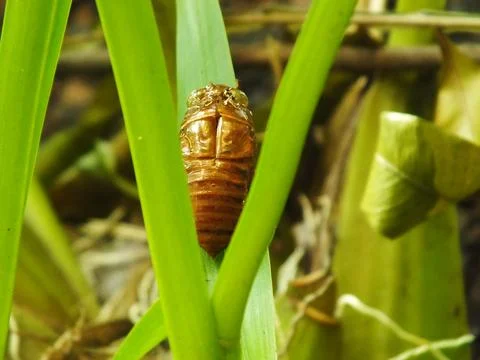 Molting cicada on a tree Stock Photos