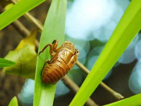 Molting cicada on a tree Stock Photos