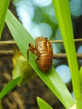 Molting cicada on a tree Stock Photos