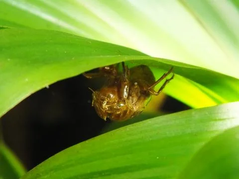 Molting cicada on a tree Stock Photos