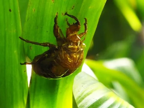 Molting cicada on a tree Stock Photos