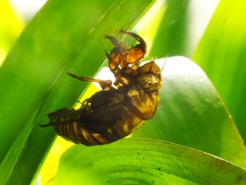 Molting cicada on a tree Stock Photos