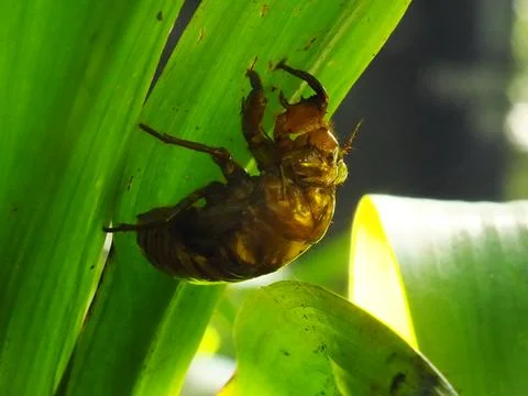 Molting cicada on a tree Stock Photos