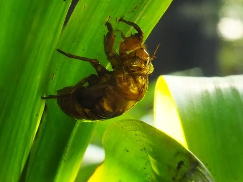 Molting cicada on a tree Stock Photos