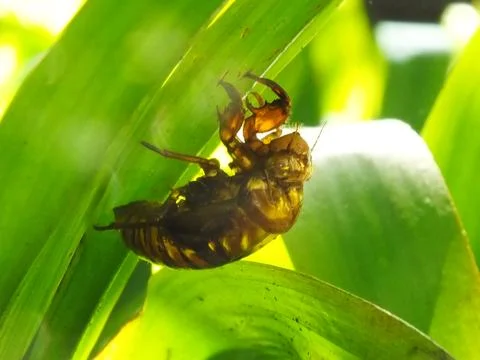 Molting cicada on a tree Stock Photos