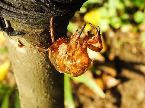 Molting cicada on a tree Stock Photos
