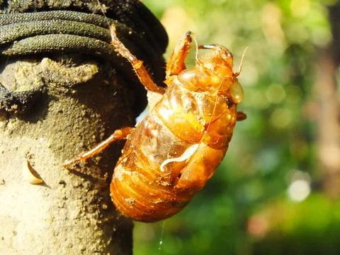 Molting cicada on a tree Stock Photos