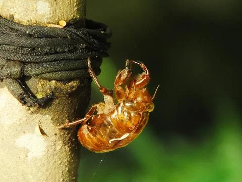 Molting cicada on a tree Stock Photos