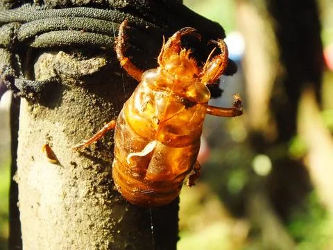 Molting cicada on a tree Stock Photos
