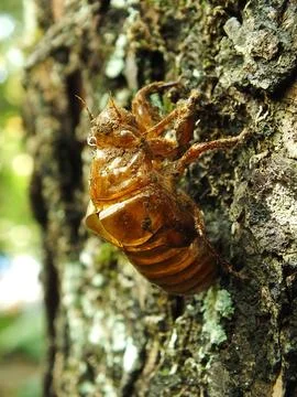 Molting cicada on a tree 写真素材