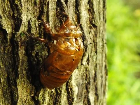 Molting cicada on a tree Stock Photos
