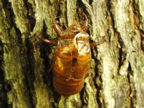Molting cicada on a tree Stock Photos