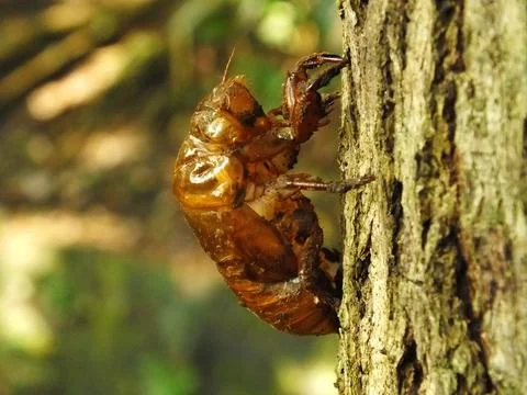 Molting cicada on a tree Stock Photos
