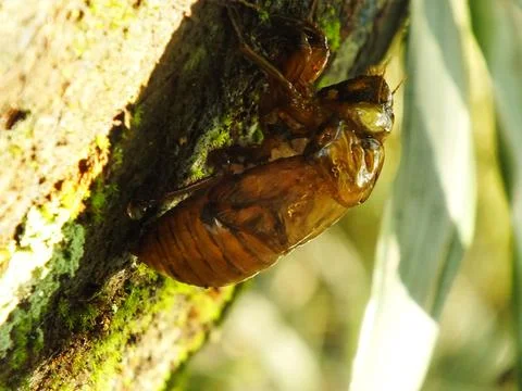 Molting cicada on a tree Stock Photos