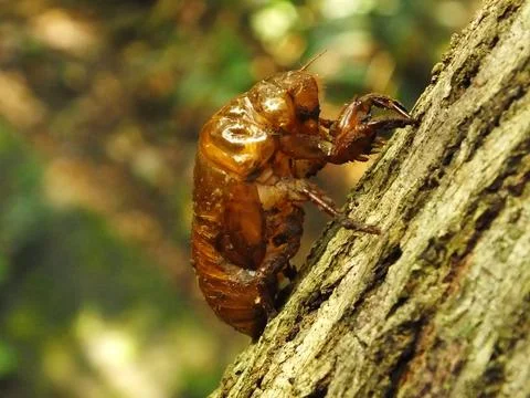 Molting cicada on a tree Stock-Fotos