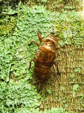 Molting cicada on a tree Stock Photos