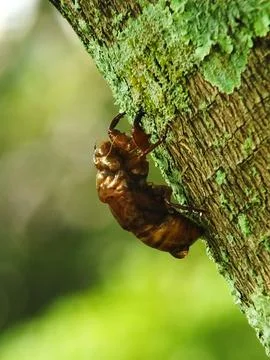 Molting cicada on a tree Foto stock