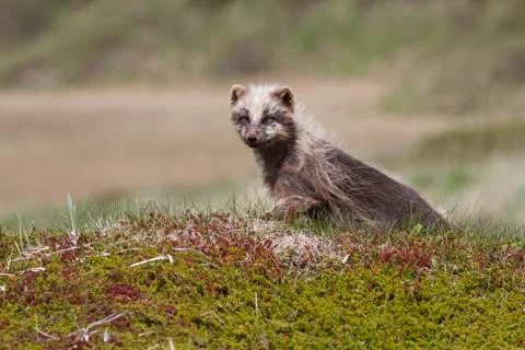 Molting Commanders blue arctic fox sitting among the hills of the spring tund Stock Photos